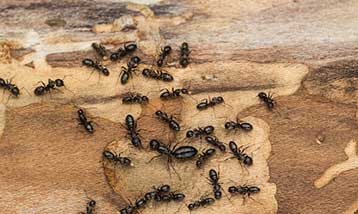 Carpenter ants.
