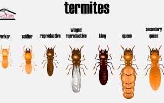How Do I Know If My House Has Termites