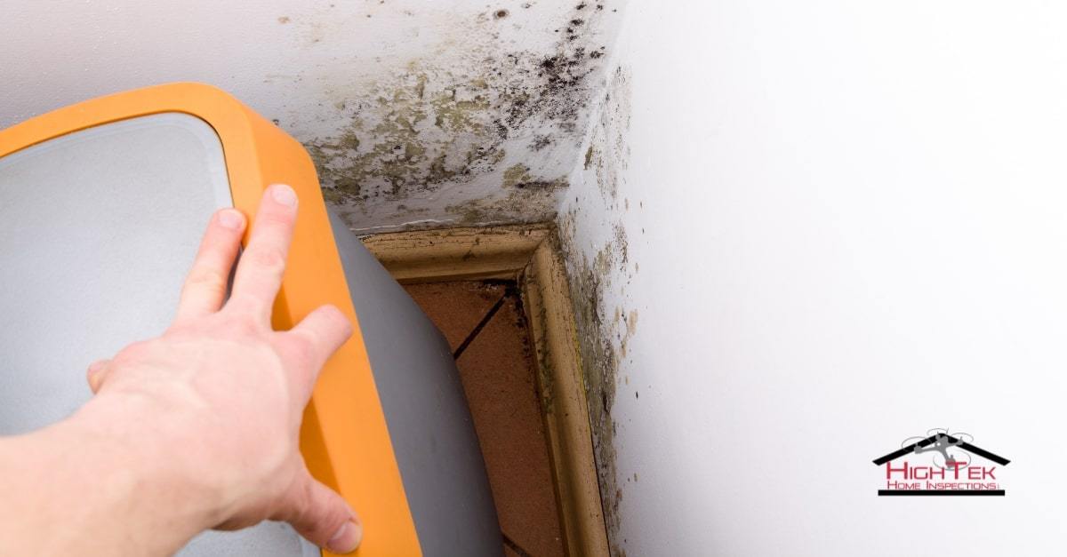 How To Find Mold In Your Home