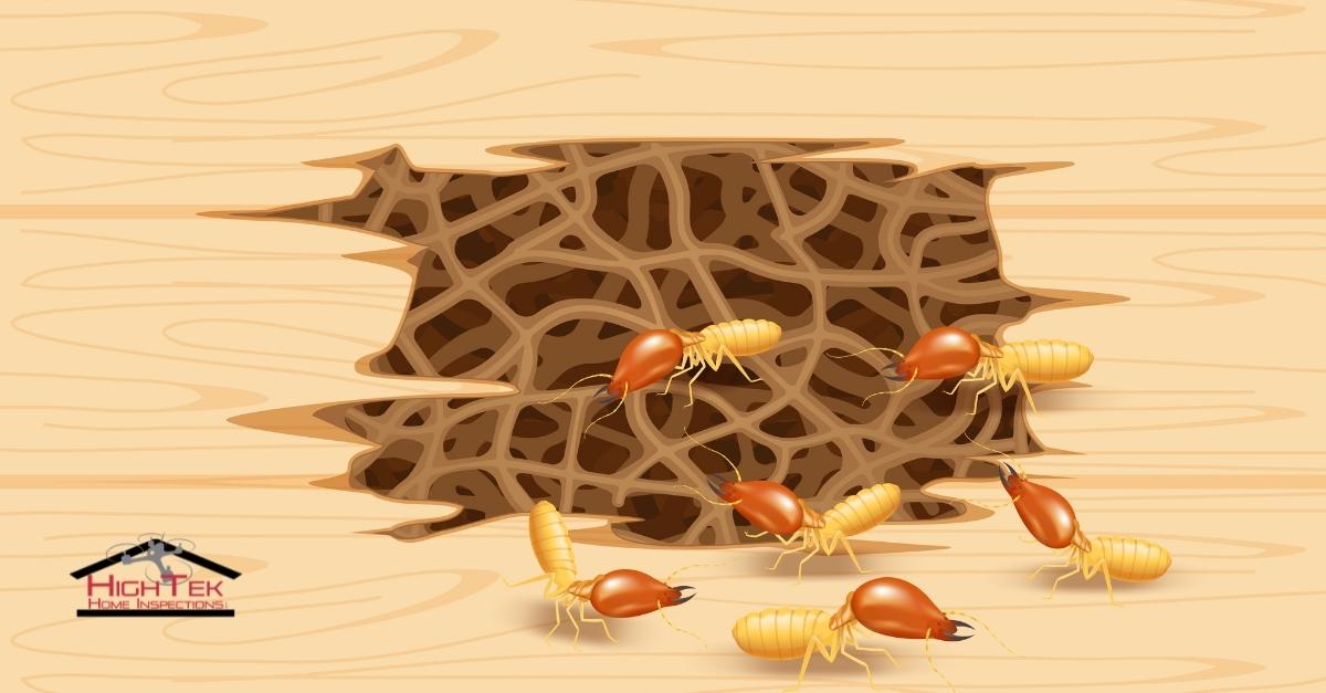 What Every Homeowner Should Know About Termites