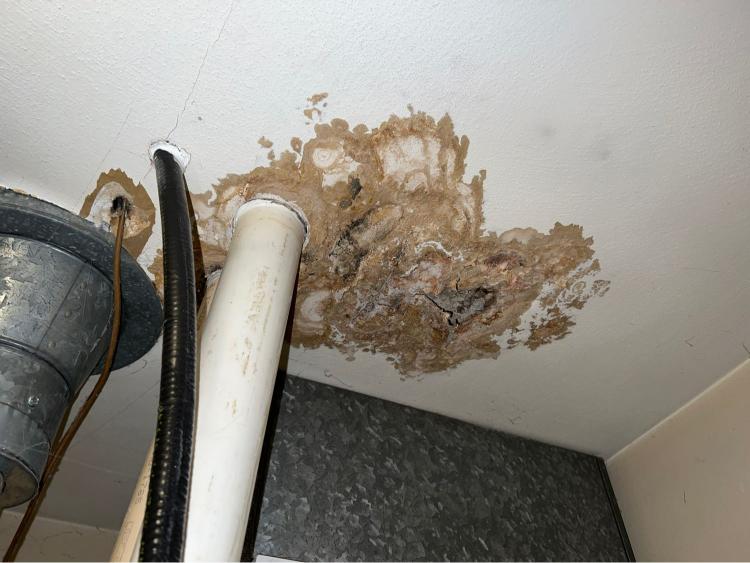 Home Services Mold